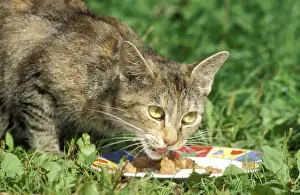With Bowl Prints: Cat Eating outside on grass