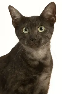 Cat - Egyptian Mau