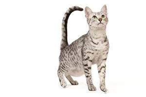 Images Dated 17th April 2010: Cat - Egyptian Mau
