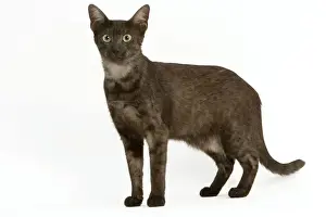 Cat - Egyptian Mau