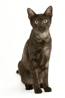 Cat - Egyptian Mau