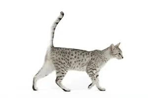 Cat - Egyptian Mau - black silver spotted in studio