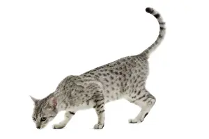 Cat - Egyptian Mau - black silver spotted in studio