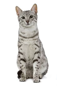 Images Dated 24th October 2006: Cat - Egyptian Mau - black silver spotted in studio