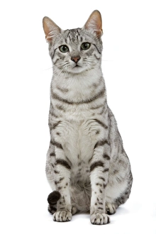 Images Dated 24th October 2006: Cat - Egyptian Mau - black silver spotted in studio