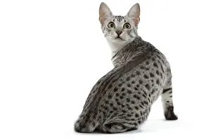 Cat - Egyptian Mau - black silver spotted in studio
