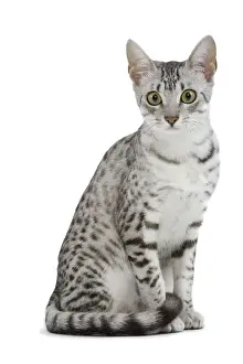 Cat - Egyptian Mau - black silver spotted in studio