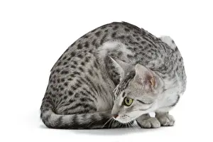Cat - Egyptian Mau - black silver spotted in studio