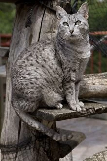 Cages Gallery: Cat - Egyptian Mau - in cattery