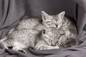 Egyptian Gallery: Cat - Egyptian Mau - Kittens - sleeping