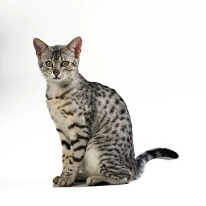 CAT - Egyptian Mau, sitting