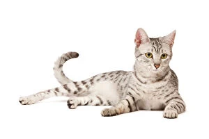 Images Dated 17th April 2010: Cat - Egyptian Mau in studio