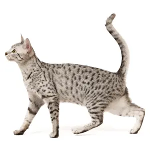 Cat - Egyptian Mau in studio