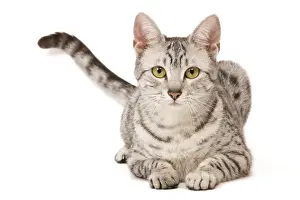 Cat - Egyptian Mau in studio