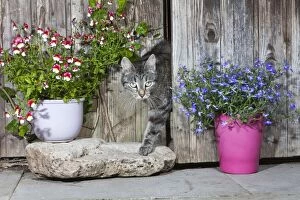 Images Dated 17th June 2011: Cat - emerging from garden shed - Lower Saxony - Germany
