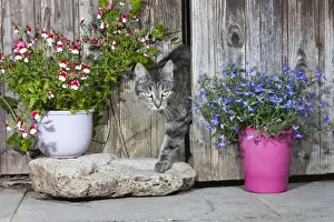 Leaving Prints: Cat - emerging from garden shed - Lower Saxony - Germany