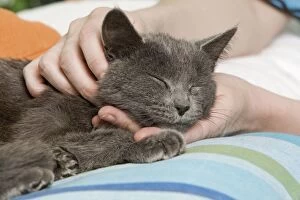 Cat - enjoying having necked scratched by owner