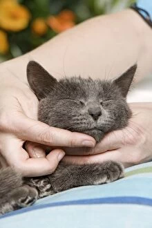 Cat - enjoying being stroked on chin by owner