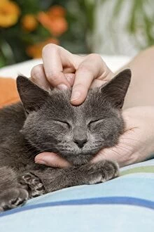 Cat - enjoying being stroked on head by owner