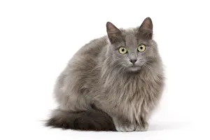 Cat Prints: Cat - European Blue - in studio