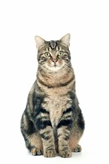 Cat - European brown tabby