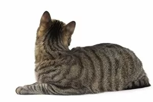 Cat - European Brown Tabby - lying down - back view