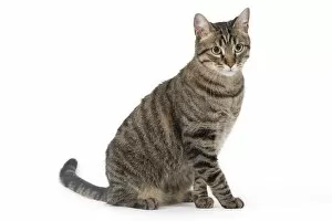 Images Dated 30th March 2010: Cat - European Brown Tabby - sitting down
