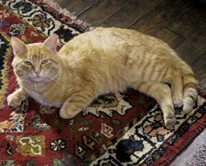 Carpets Gallery: Cat - European Ginger Cat