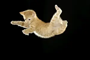 Landing Prints: Cat - European ginger tabby shorthair falling