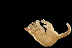 Cat - European ginger tabby shorthair falling