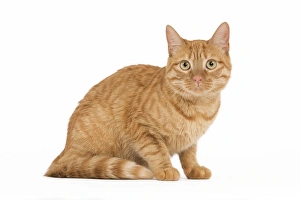Images Dated 3rd June 2010: Cat - European ginger tabby - in studio