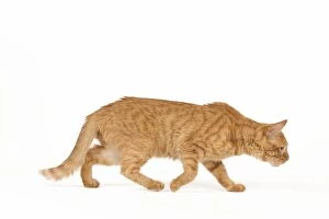 Images Dated 3rd June 2010: Cat - European ginger tabby - in studio