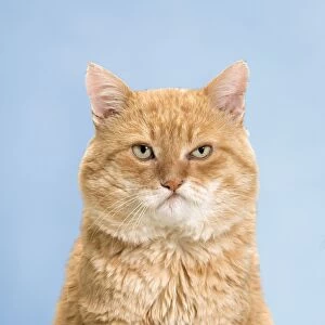 Angry Gallery: Cat - European red tabby