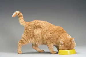 Cat - European red tabby in studio - feeding from bowl in studio