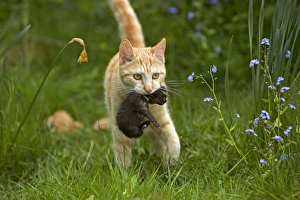 CAT - mother carrying kitten