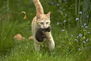 Queen Prints: Cat - European Short haired red tabby carrying kitten
