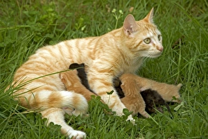 Cat - European short-haired red tabby kitten suckling