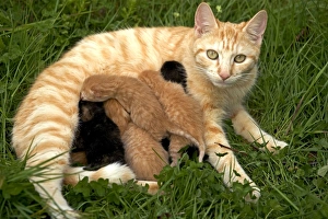 Cat - European short-haired red tabby kitten suckling