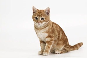 Images Dated 6th January 2005: Cat - European shorthair