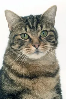 Cat - European Shorthair Brown Tabby