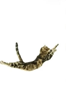 Images Dated 14th December 2004: Cat - European Shorthair Brown Tabby - jumping in mid-air