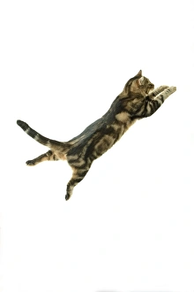 Cat - European Shorthair Brown Tabby - Kitten playing