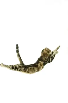 Jumping Prints: Cat - European Shorthair Brown Tabby - jumping in mid-air