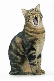 Cat - European Shorthair Brown Tabby, yawning