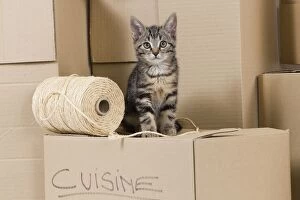 Images Dated 3rd June 2010: Cat - European tabby kitten sitting on packing boxes