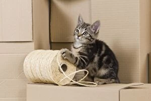 Images Dated 3rd June 2010: Cat - European tabby kitten sitting on packing boxes
