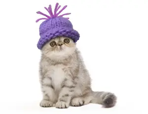 Christmas Prints: Cat - Exotic Black Tortie Silver 2 month old Tabby kitten wearing a woolly hat