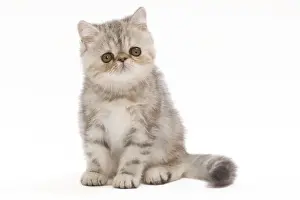 Kitten Prints: Cat - Exotic Black Tortie Silver Tabby - 2 month old kitten in studio