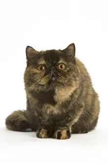 Tortoiseshell Prints: Cat - Exotic Short hair Tortoiseshell