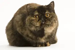 Cat - Exotic Short hair Tortoiseshell